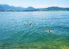 Abkühlung und Schwimmen im Traunsee DSC00724 Traunstein Foto Pfluegl 190609